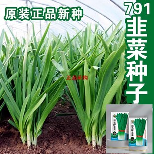 791宽叶韭菜种子雪韭菜籽根四季不休眠阳台盆栽种植耐热寒蔬菜种