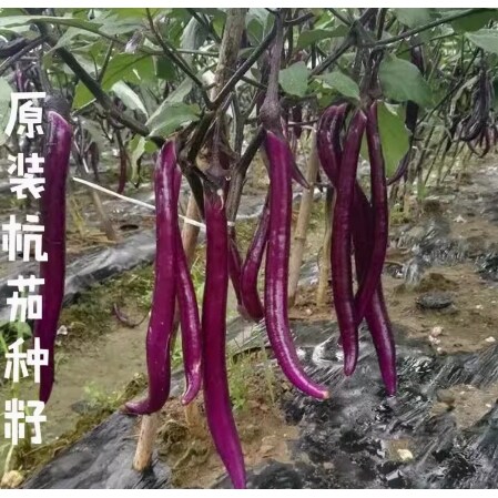 杭茄线茄长茄种子茄子苗秧种孑线茄蔬菜种籽春季秋冬茄子种籽茄苗