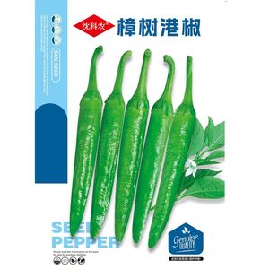 正宗樟树港辣椒湖南辣椒种籽子四季朝天绿色椒辣椒种孑盆栽大全