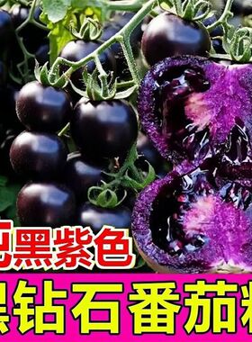 蓝莓番茄种子黑番茄黑紫色小西红柿种籽阳台盆栽蔬菜水果种子