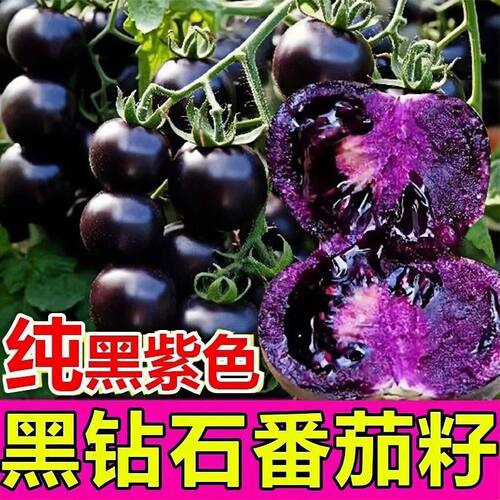 蓝莓番茄黑紫种子阳台盆栽