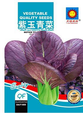 耐高温紫罗兰紫油菜种籽紫色上海青小青菜四季播阳台盆栽蔬菜种子