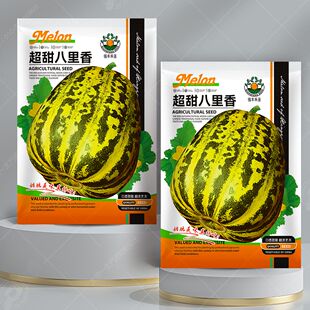 超甜八里香甜瓜中早熟大果香瓜种子 糖度14度超甜面瓜夏季水果种