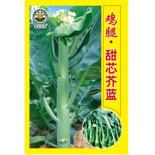 甜脆芥兰菜种子甜心绿芥蓝菜芥兰种子家庭阳台小院盆栽四季 新品 种