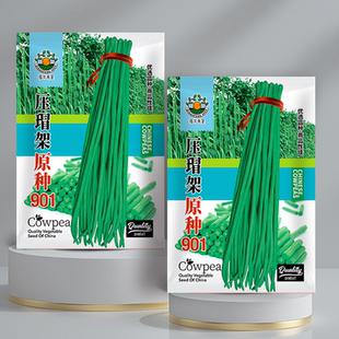 压塌架高产901豇豆早熟无筋春秋季摘不败爬藤四季豆籽高产豆角籽