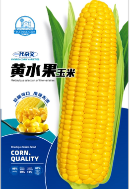 正品黄玉米种子黄粘糯玉米种籽皮薄糯甜糯玉米种子水果玉米蔬菜籽