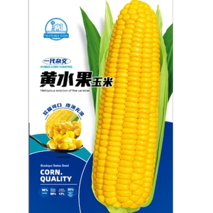 正品黄玉米种子黄粘糯玉米种籽皮薄糯甜糯玉米种子水果玉米蔬菜籽