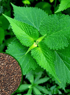 藿香种子药材种子新产藿香种籽可食用解暑霍香正气香草种子多年生