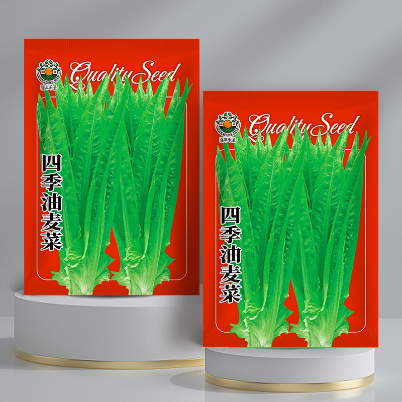油麦菜种子大叶耐热四季农家阳台盆栽春季油麦菜大颗蔬菜种子大全