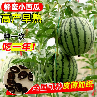 水嫩超甜蜂蜜小西瓜种子无籽红壤盆栽西瓜籽庭院阳台薄皮水果种子