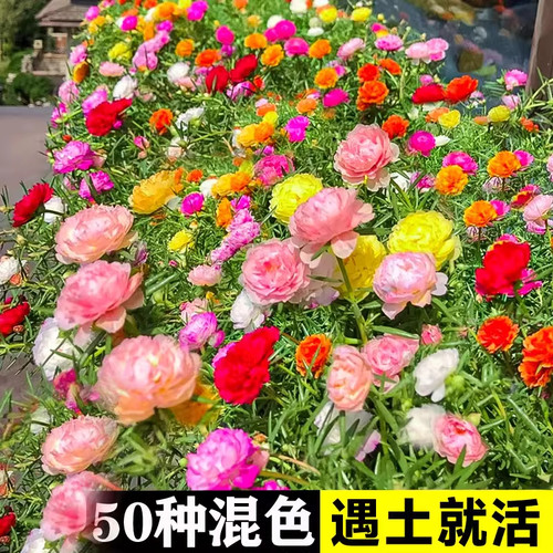 重瓣太阳花种孑小花种籽四季播种开花格桑花籽百日草庭院种植易活