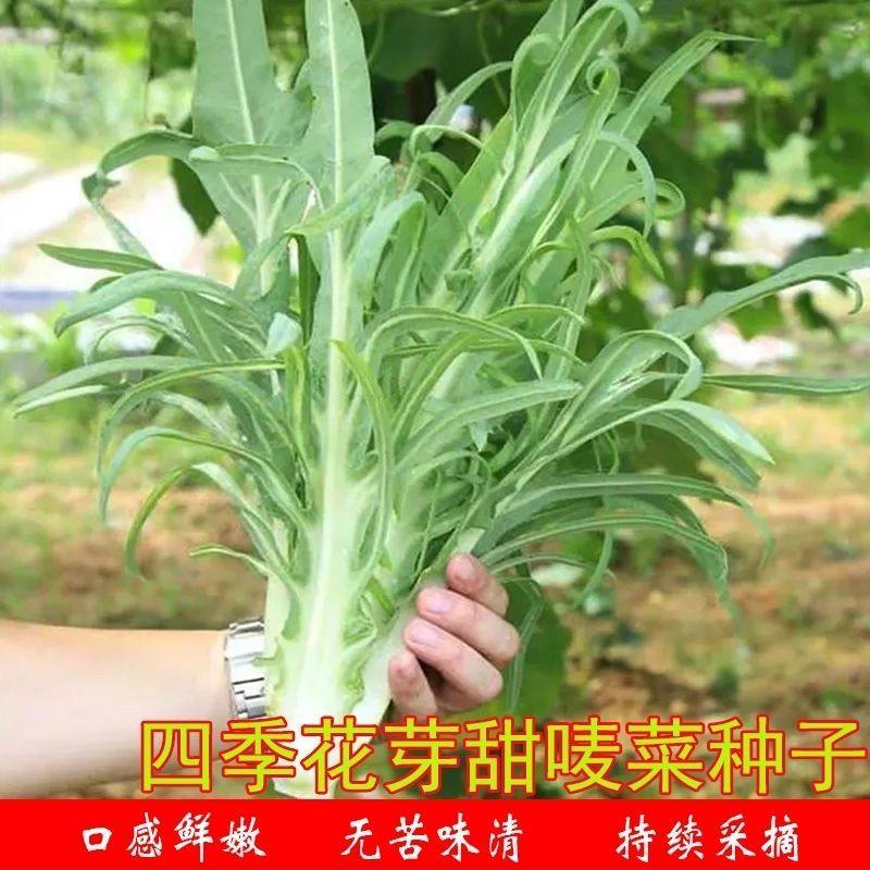 甜麦菜种子自己播种价格实惠广西博白栽种四季苦唛菜花芽麦菜种子,鲜花速递/花卉仿真/绿植园艺,家庭园艺种子,淘宝优惠券,粉丝福利购,淘宝优惠卷
