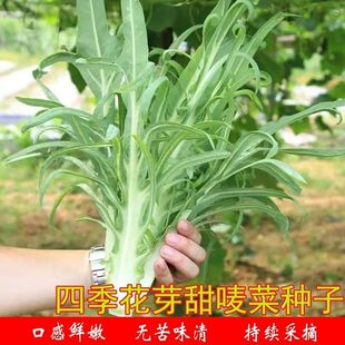 甜麦菜种子自己播种价格实惠广西博白栽种四季苦唛菜花芽麦菜种子