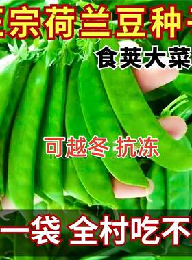 荷兰豆种籽种子豌豆苗四季甜籽种莱蚕豆菜籽尖碗豆蔬菜豌豆种籽孑