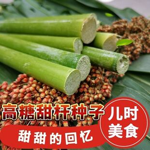 冰糖甜杆种子原装超甜北方甘蔗种子甜高粱种子正品老品种高糖甜杆