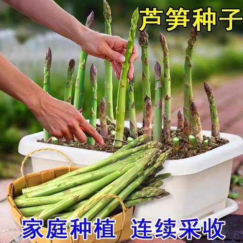 芦笋种子高产多年生芦笋种籽秋冬季蔬菜种子四季庭院盆栽蔬菜种子