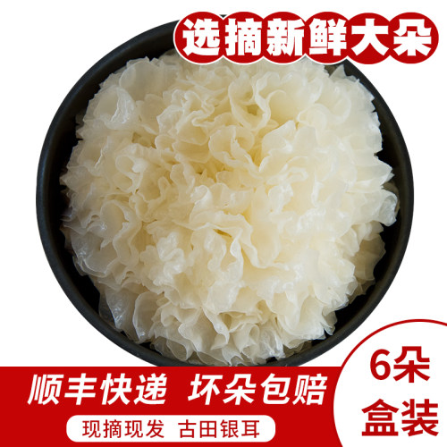产地直达现摘现发新鲜糯耳