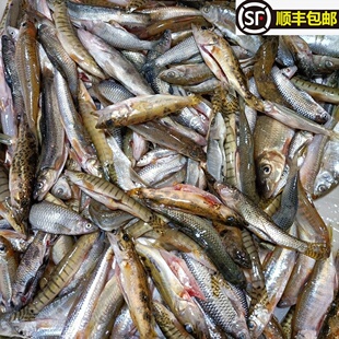 皖南淡水小河鱼鲜活现杀马口溪石斑溪哥 桃花鱼虎头鱼黄辣丁杂鱼