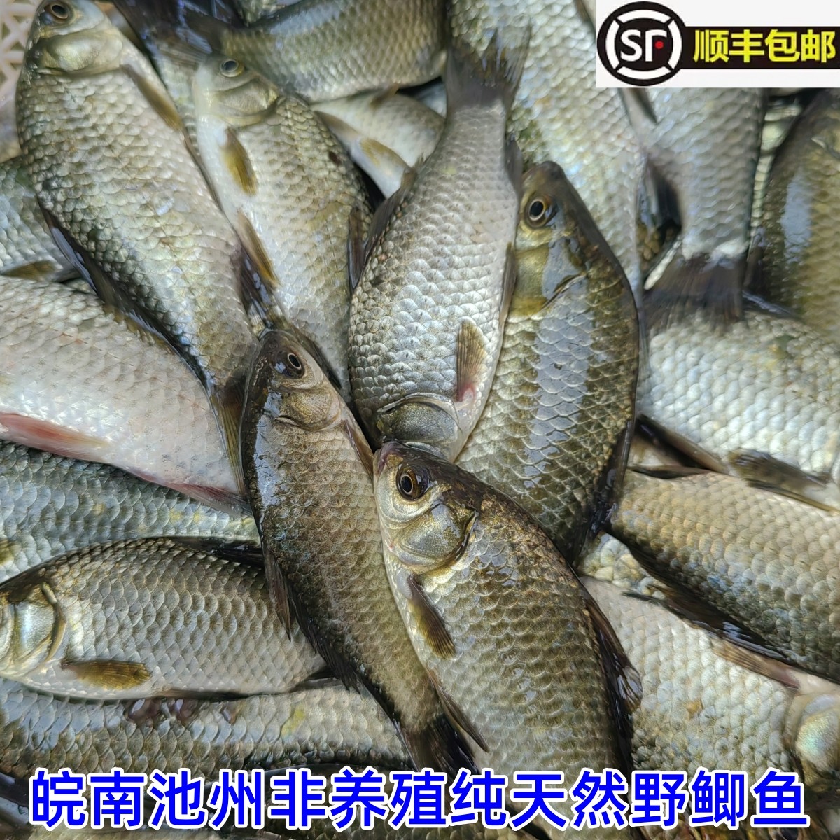 皖南溪流野黄金鲫白鲫鱼生鲜活鱼 孕妇炖汤营养产妇儿童老人食用,水产肉类/新鲜蔬果/熟食,淡水鱼类,淘宝优惠券,粉丝福利购,淘宝优惠卷