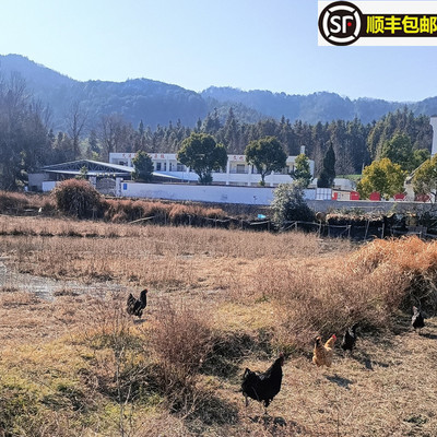 皖南乌鸡现杀皖南土鸡农户散养