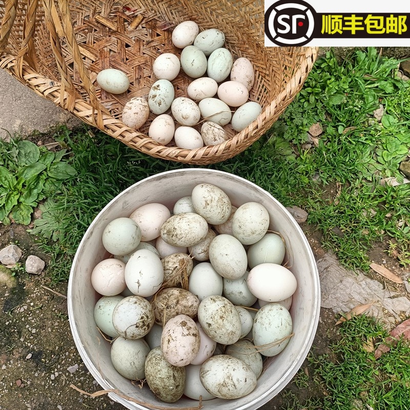 农户放养麻鸭蛋山区生态土鸭蛋