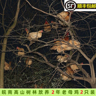 高山散养皖南土鸡2年老母鸡汤 五谷杂粮虫草鸡跑山鸡手工新鲜现杀