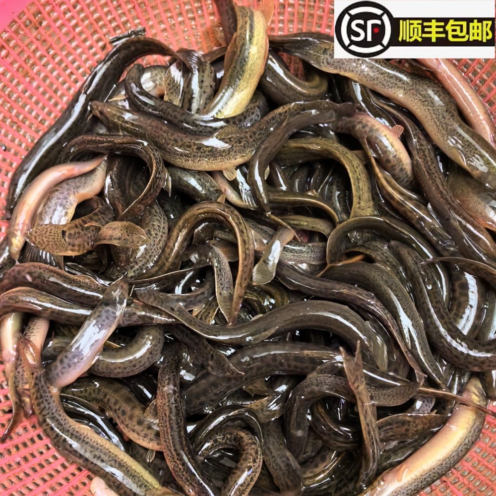 皖南溪流生态野泥鳅 青鳅黄鳅圆扁泥鳅淡农村土泥鳅鲜活现杀顺丰