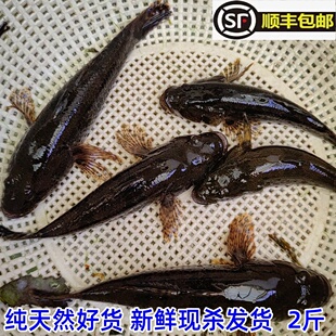 皖南山间小河溪流野沙塘鳢鱼 土步鱼土憨巴蒲鱼 虎头鲨虎头呆子鱼