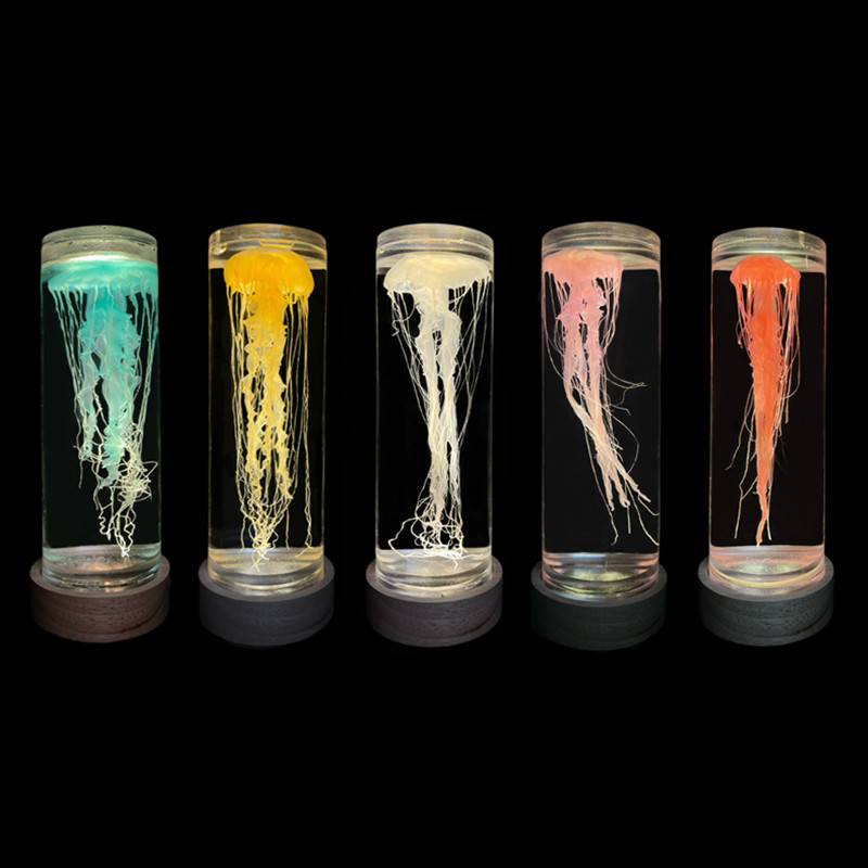 七彩大西洋海刺水母标本真水母标本海洋生物创意夜灯摆件无需维护