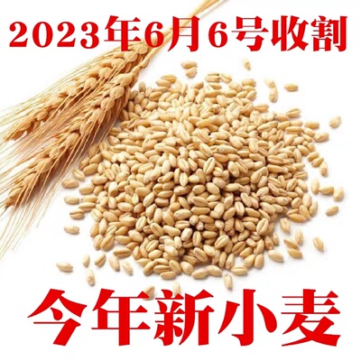 猫草小麦种子新小麦2022农家自种