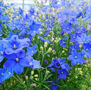 千鸟草小花飞燕草花种子籽庭院野花阳台盆栽四季蓝色易种春季