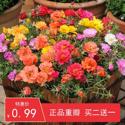 重瓣太阳花种子易活耐热七彩四季