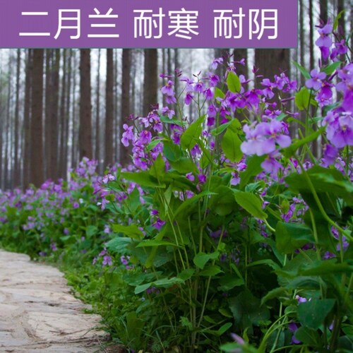 二月兰诸葛菜花种子花籽室外盆栽庭院野花耐阴树下宿根易活多年生 - 封面