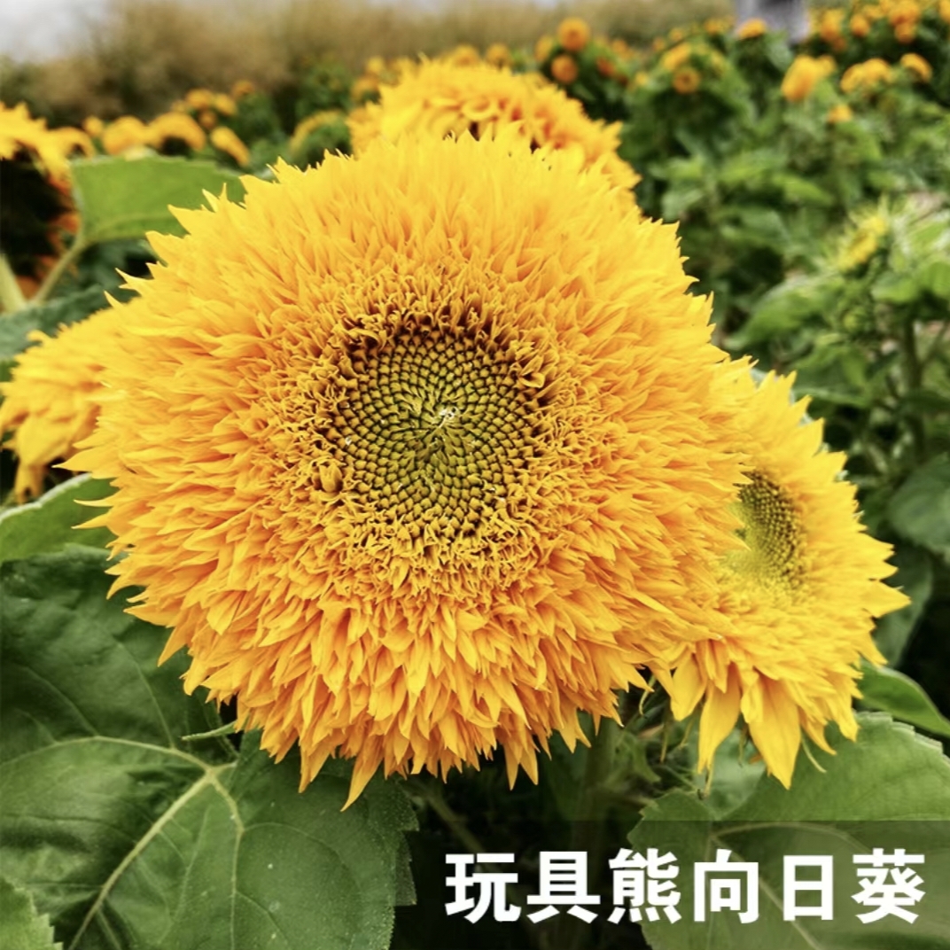 阳台盆栽向日葵花花世界玩具熊
