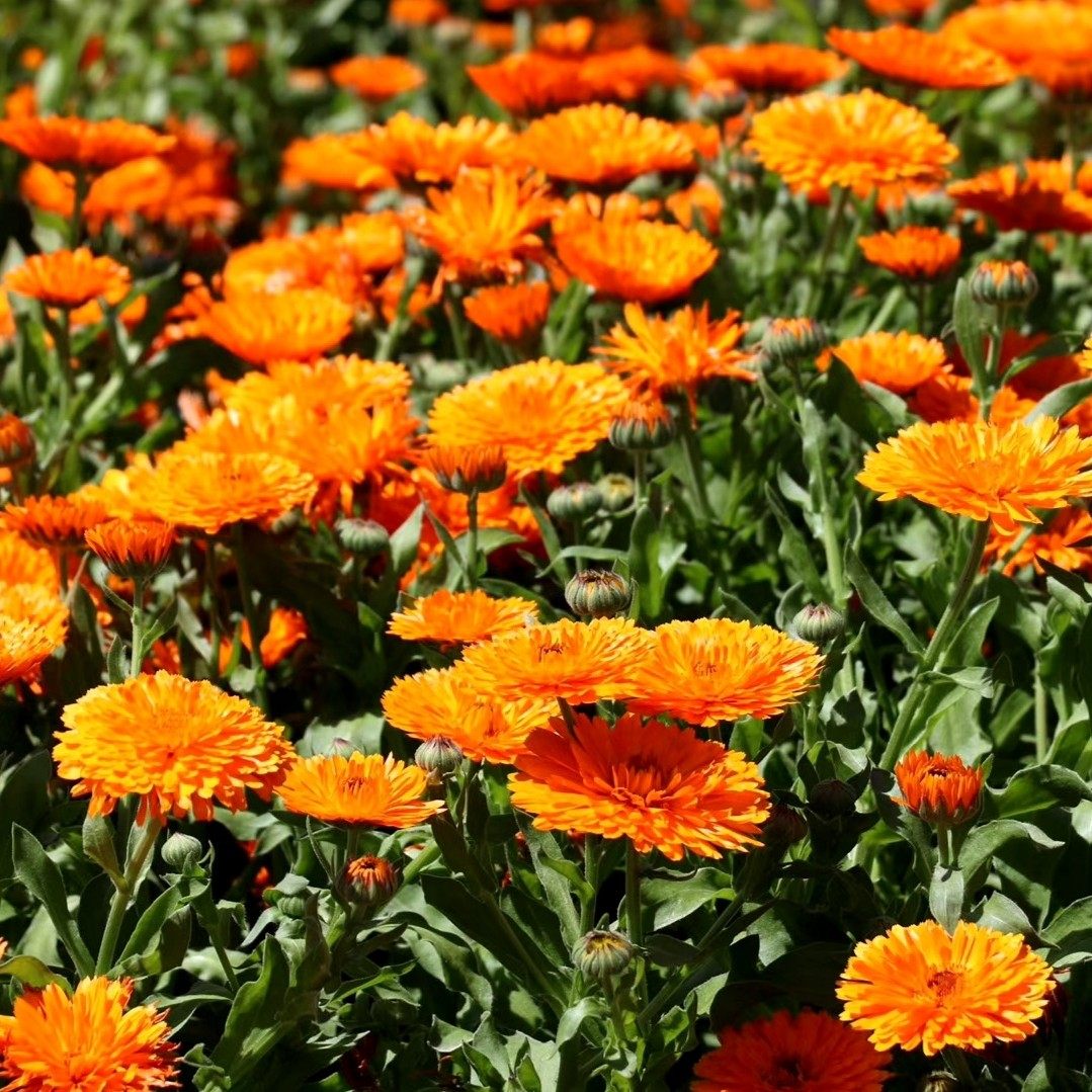 金盏菊花种子孑花籽花卉野花庭院阳台盆栽四季开花播种可食用夏季