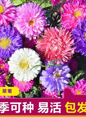 翠菊种子八月菊江西夏季花籽花卉