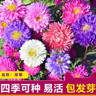 翠菊花种子八月菊江西腊花籽野花室内外阳台盆栽庭院四季室外易活
