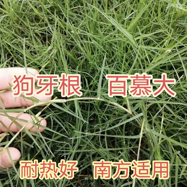 狗牙根不修剪四季青矮生草坪种子