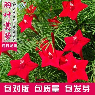 羽叶茑萝花种子五角星爬藤野花籽孑阳台盆栽爬墙室外庭院四季开花