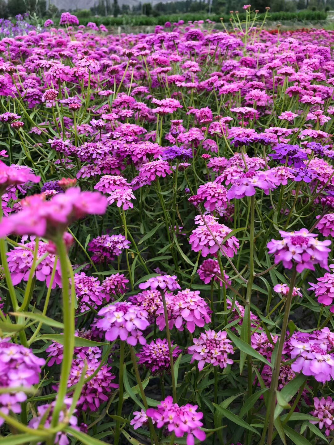 屈曲花种子花籽蜂室花四季开花野花夏季庭院室内阳台盆栽花卉