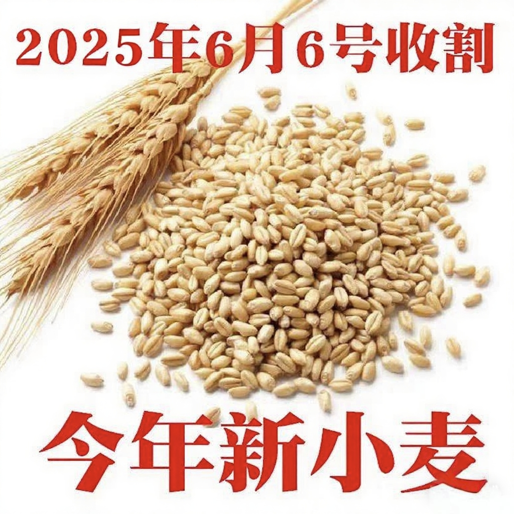 小麦粒猫草薄荷种籽磨面麦芽糖