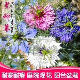 黑种草花种子籽香草波斯宝石室内阳台盆栽庭院观花春季易种四季