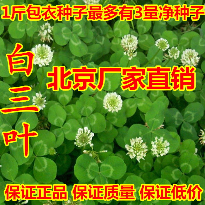 白三叶草种子红车轴草坪草籽庭院四季青不修剪果园绿肥幸运草盆栽