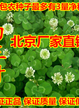 白三叶草种子红车轴草坪草籽庭院四季青不修剪果园四叶幸运草盆栽