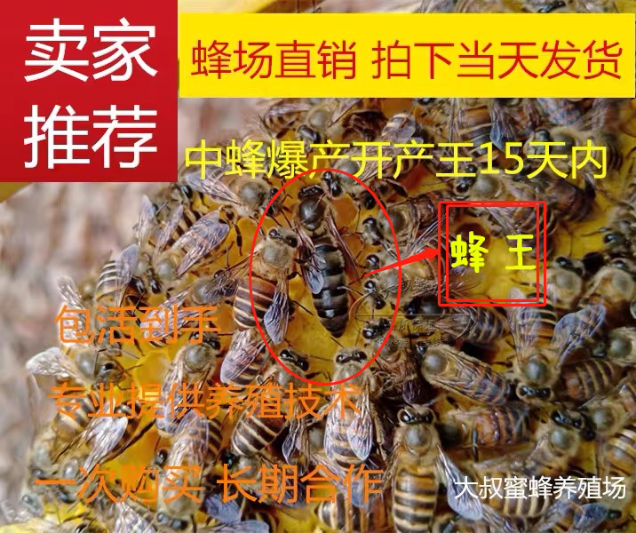 产卵王蜜蜂处女王大叔蜂场