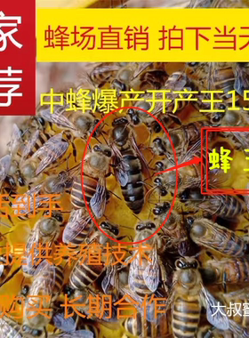 产卵王蜜蜂处女王大叔蜂场