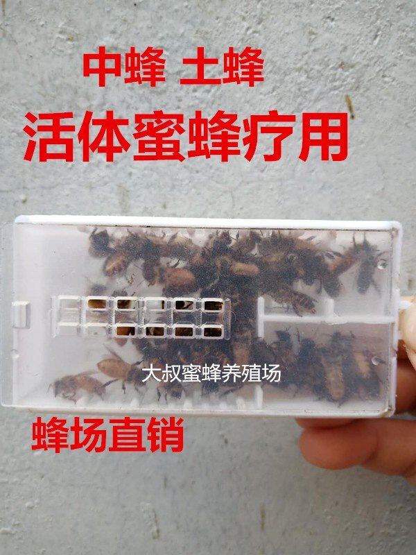 蜂疗专用活体蜜蜂蜂蛰蜂毒庭院植物授粉亲子娱乐活体蜂蜜宠物