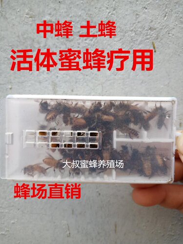 蜂疗专用活体蜜蜂蜂蛰蜂毒庭院植物授粉亲子娱乐活体蜂蜜宠物