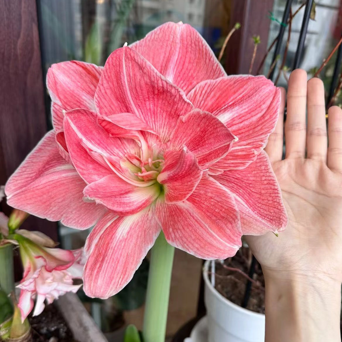 【可爱妮芙~现货】荷兰进口朱顶红种球