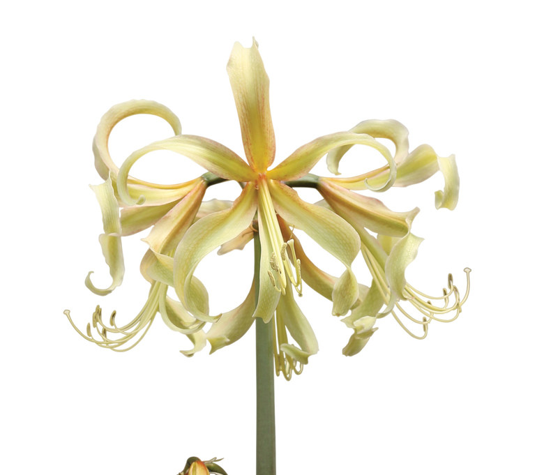 【预售10月】南非朱顶红 萨芙蓉 Saffron 进口朱顶红|ruв категории доставка цветов/цветок моделирования/растения садоводства, цветок/овощи и фрукты/газон семян (новая), мяч - от Buy2taobao.com для оказания профессиональной услуги покупки агента Taobao